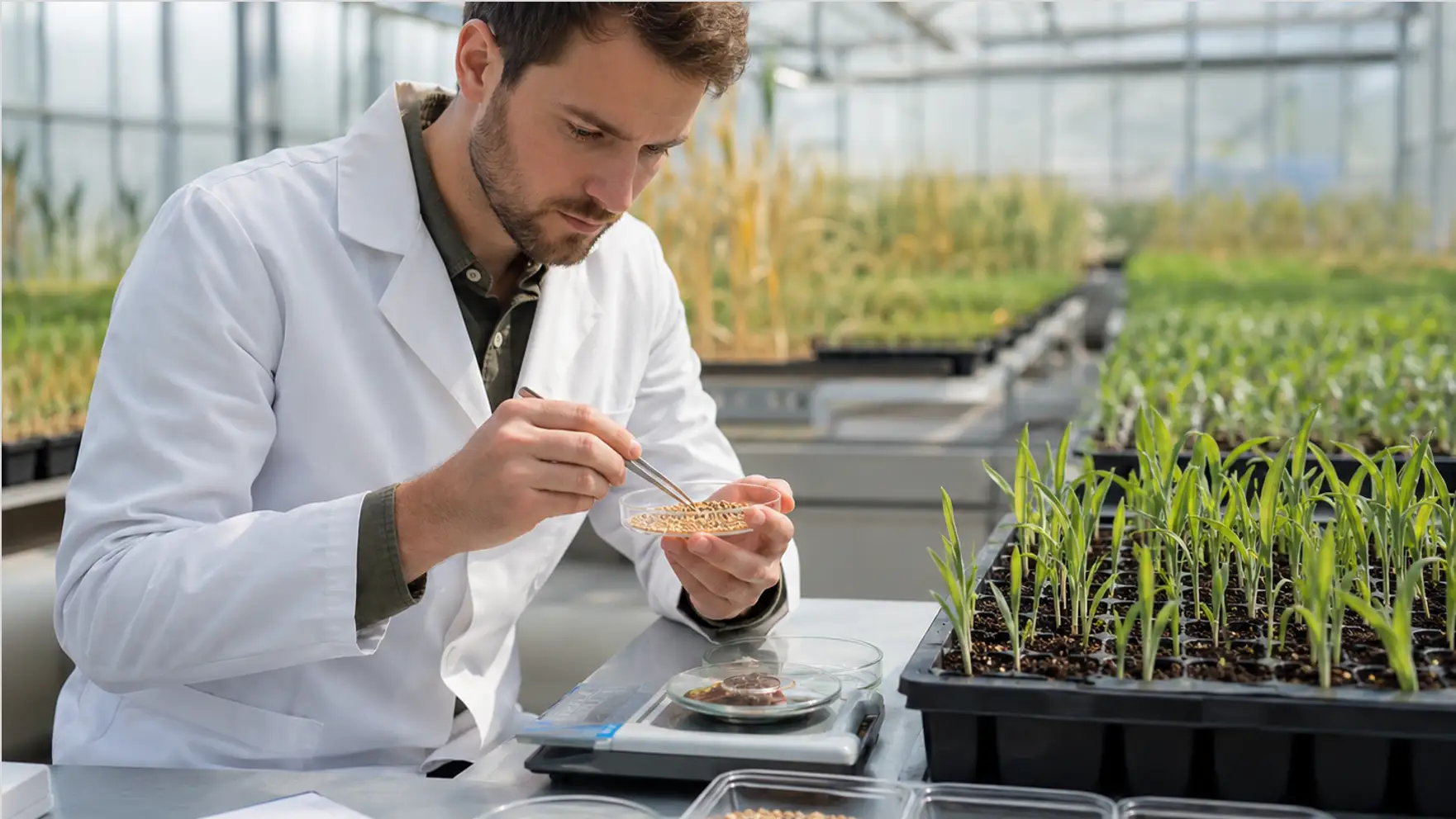 Seed Company Industry