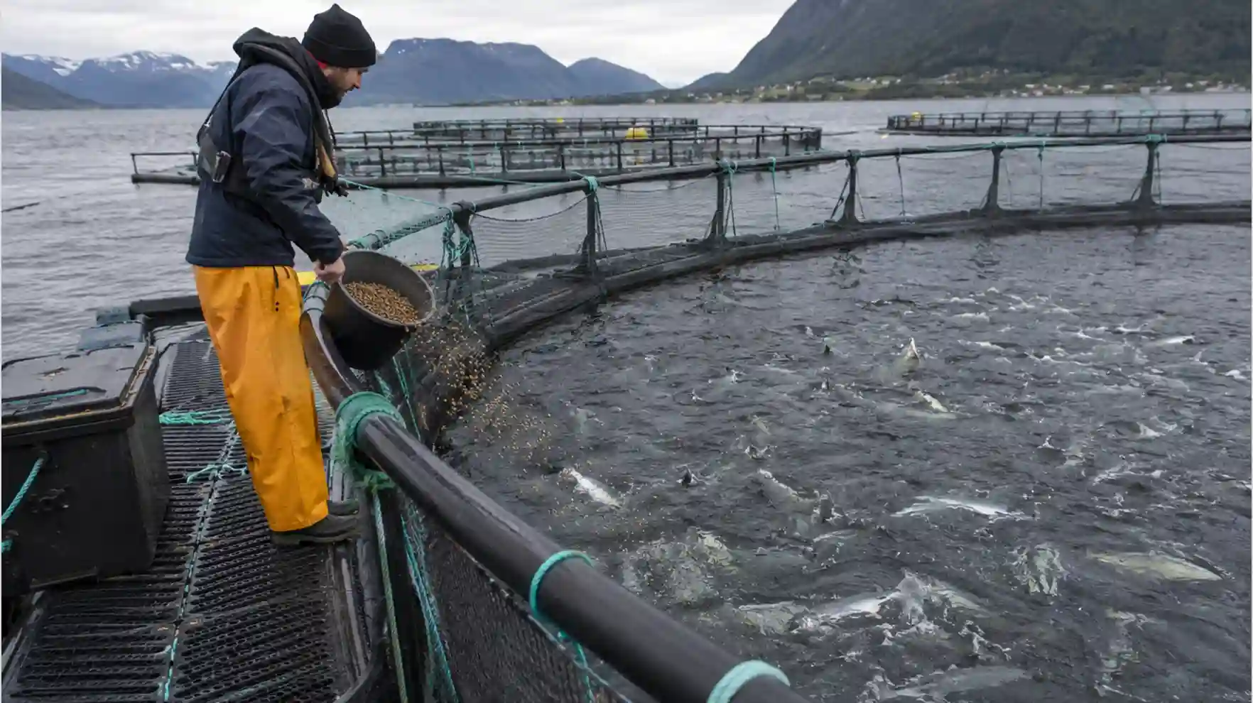 Fish Farming Industry